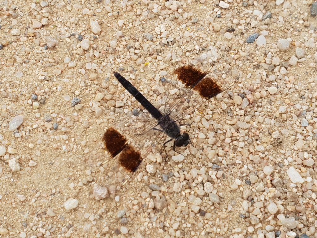 Libellula ali fascia nera: Brachythemis impartita, maschio (Libellulidae)